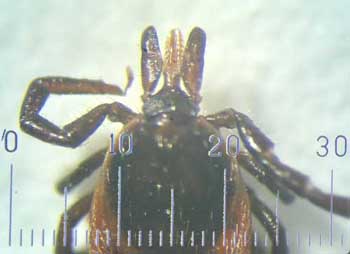 Adult Ixodes ricinus, showing the mouthparts - dorsal view